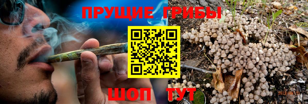 Псилоцибиновые грибы GOLDEN TEACHER  Псилоцибиновые грибы прущие грибы  Великий Новгород  Вход с VPN 